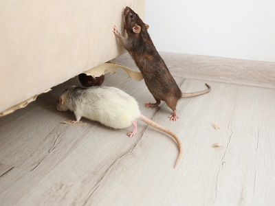 Problems Caused By Mice Infestation | Zap Pest Control