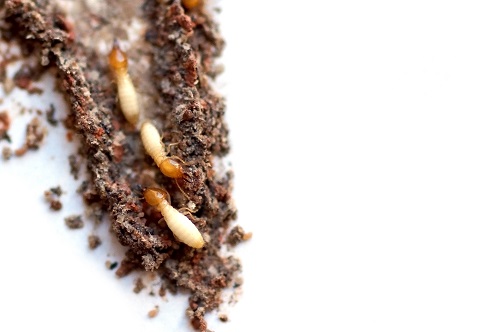 Myrtle Beach termites