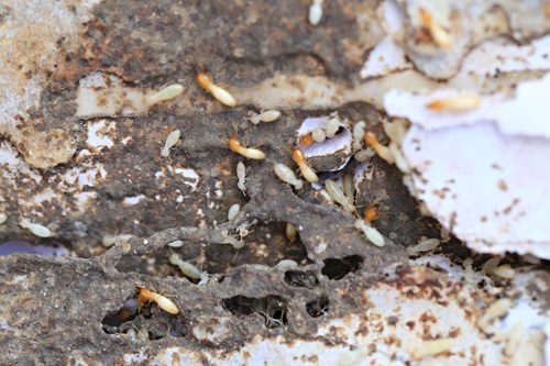 Signs Of A Termite Infestation | Zap Pest Control