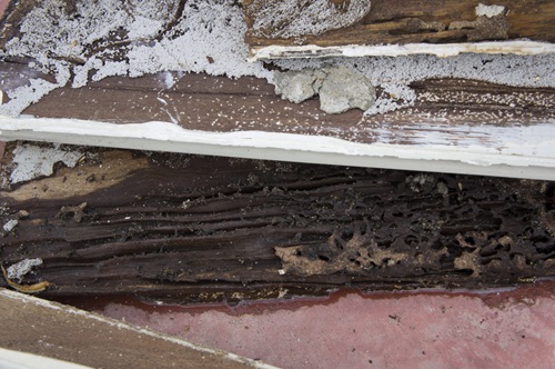 termite infesttation